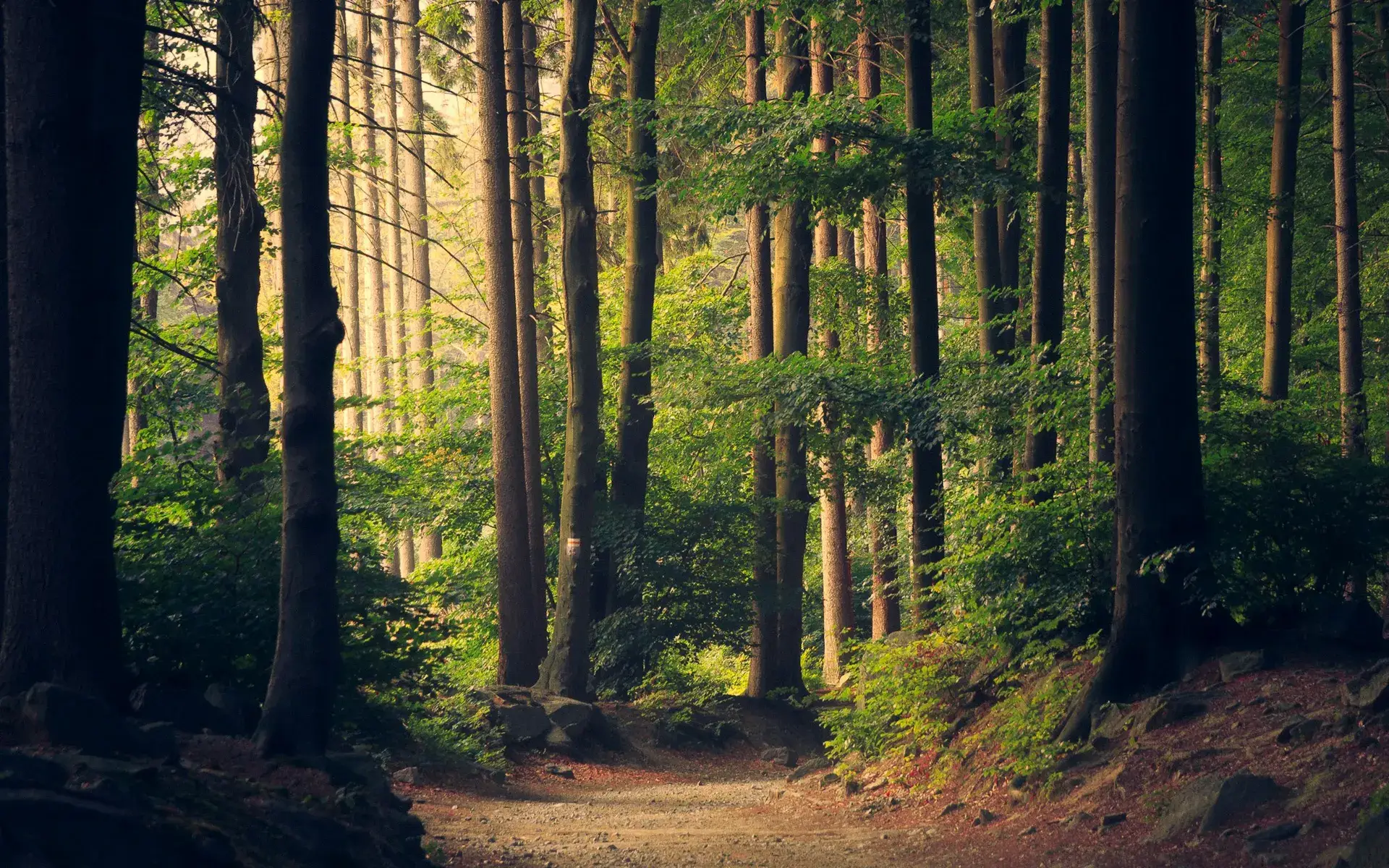 Sunlight filtering through a quiet forest path